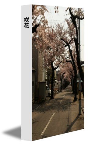 咲花